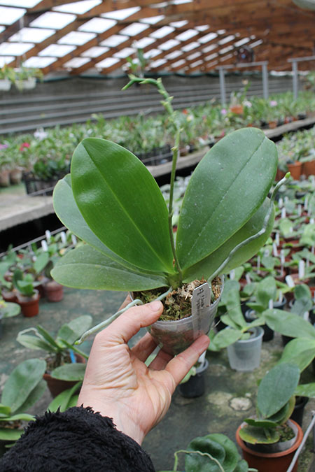 Phalaenopsis Zheng Min Orion (Tying Shin Beagle 'Peter' x Ld's Bear King 'Peter').jpg