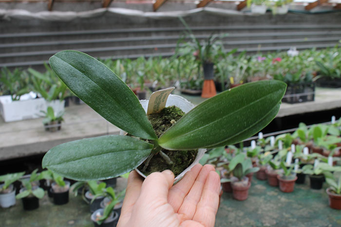 Phalaenopsis CTL Christopher 'color' x stuartiana nobilies '#1'.jpg