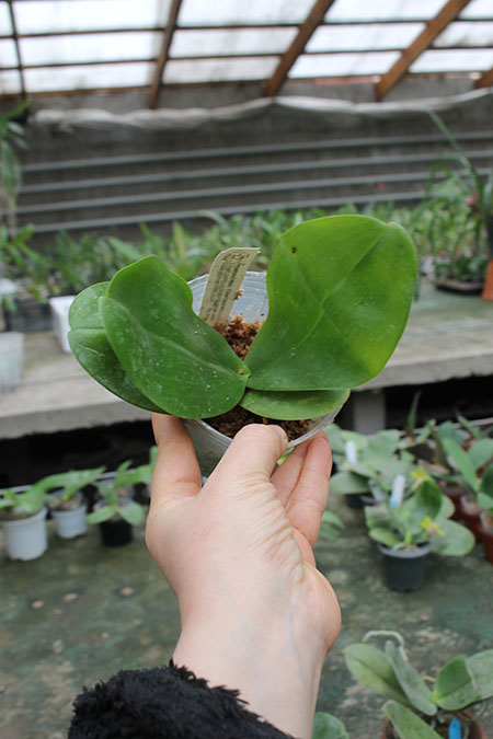 Phalaenopsis Zheng Min Quetzalcoatlus #3.jpg