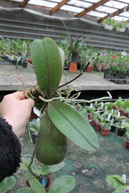 Phalaenopsis (Haur Jin Diamond x Sogo Manager) x Yaphon Goldnight.jpg