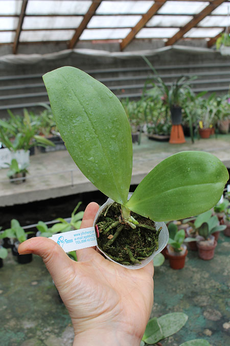 Phalaenopsis Yin’s Cricket x Chang Maw Evergreen.jpg