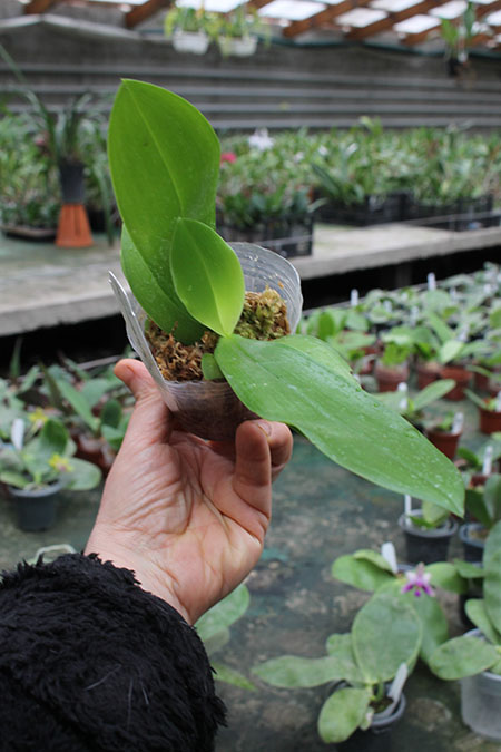 Phalaenopsis Telu (lueddemanniana coerulea x tetraspis 'Blue Lip').jpg