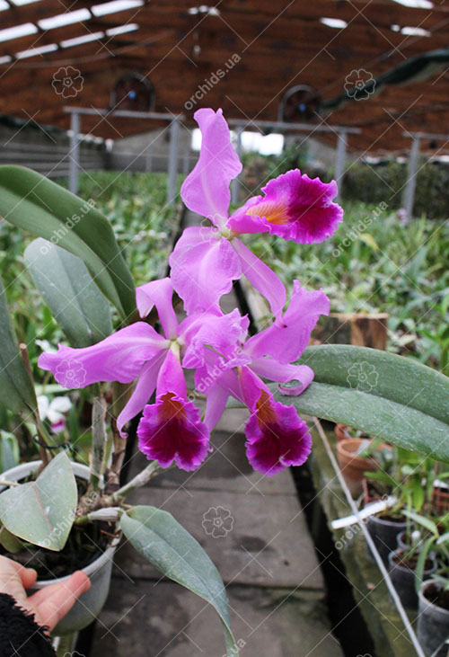 Cattleya mendelii.jpg