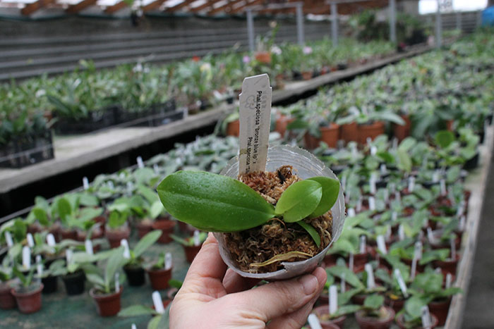 Phalaenopsis speciosa 'Bronze Blue Lip' x speciosa 'Silver Blue Lip'.jpg