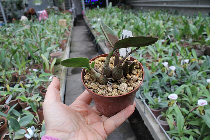 Laelia reginae.jpg