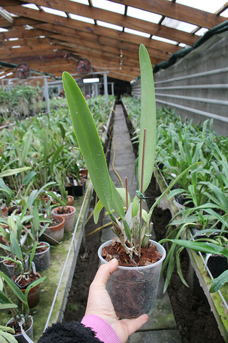 Cattleya mossiae coerulea ('Dark Lip' x '#123').jpg