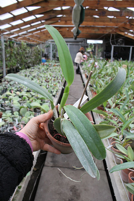 Cattleya labiata coerulea 'Titi' (Z-185) x Cattleya labiata coerulea 'Blue Sky' (Z-185).jpg