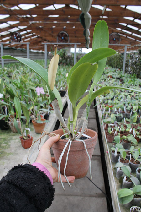 Cattleya labiata alba x Cattleya labiata roxo bispo 'Urbano'.jpg