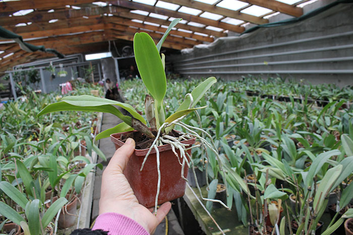 Cattleya gaskelliana coerulea ('Aida' x 'Alexis') x SELF.jpg