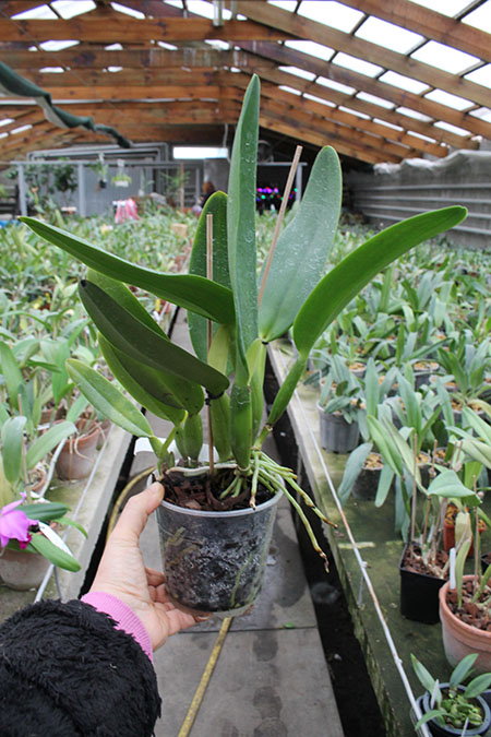 Cattleya gaskelliana coerulea 'Vista Linda' (Z-360) x Cattleya gaskelliana coerulea 'Boas Vista' (Z-360).jpg