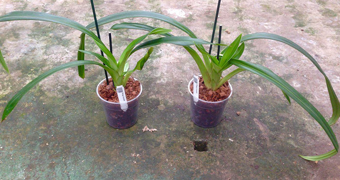 Phragmipedium kovachii.jpg