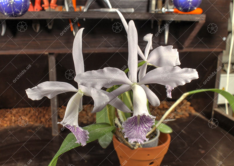 Cattleya Dominiana.jpg