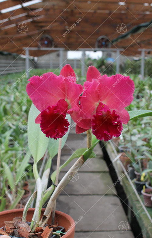 Potinara (Brassolaeliocattleya Toshie Aoki x Sophrolaeliocattleya Final Touch 'Mendenhall').jpg