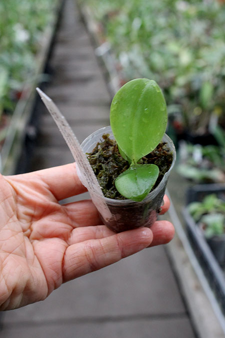 Phalaenopsis Zheng min Muscadine x Chienlung Jewel Queen.jpg