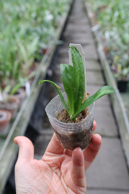 Phalaenopsis Zuma Jo (Joey 'Yin#1' x amboinensis 'Nicole').jpg