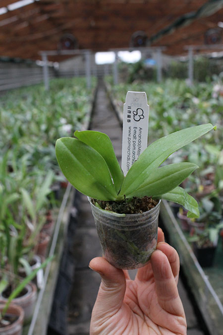 Phalaenopsis (Gelblieber x I-Hsin Spot Eagle).jpg