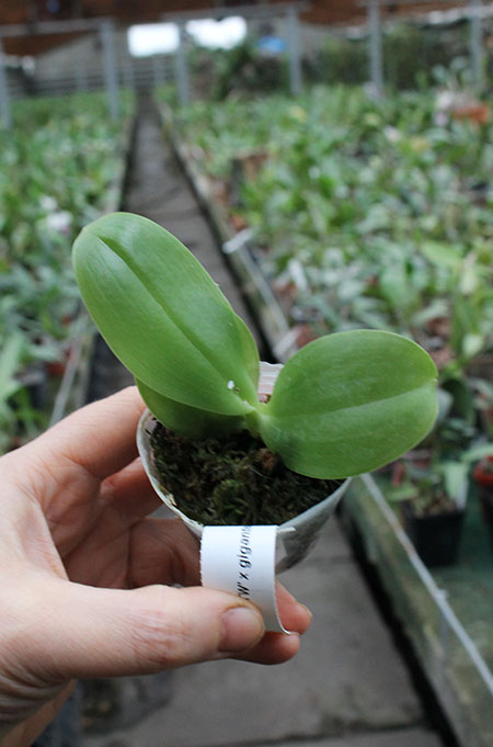 Phalaenopsis Yungho Gelblitz 'TW' x gigantea 'Jumbo Huang'.jpg
