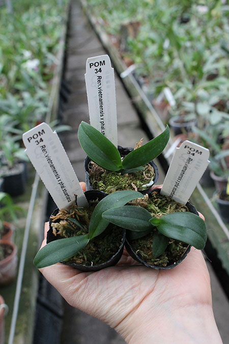 Renanthera vietnamensis x Phalaenopsis stuartiana.jpg