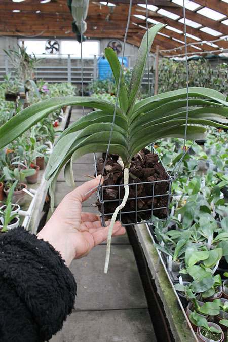 Rhynchorides Bangkok Sunset.jpg