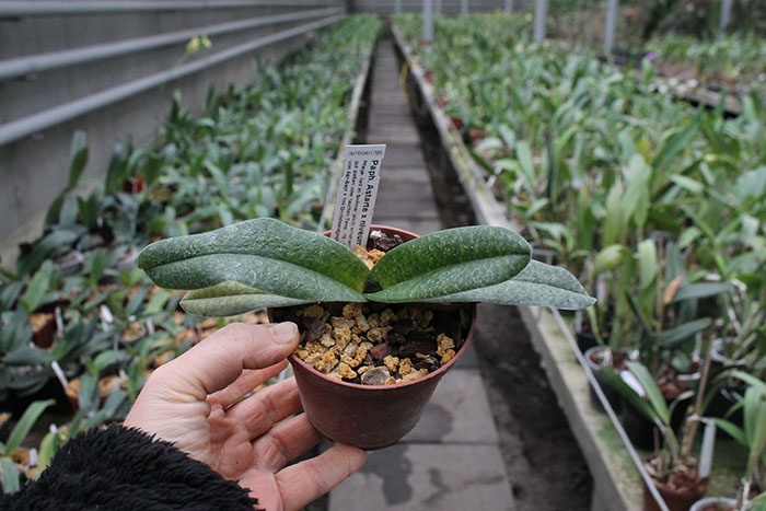 Paphiopedilum Astarte x niveum.jpg