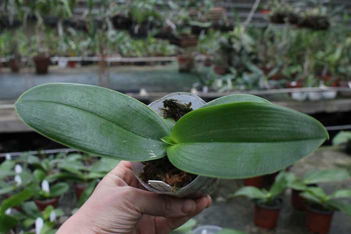 Phalaenopsis Timothy Christopher 'Joseph Wu'.jpg