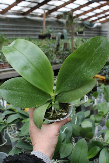 (Phalaenopsis tetraspis x speciosa) x violacea indigo.jpg