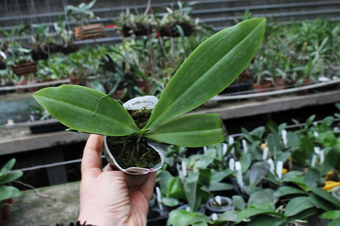 Phalaenopsis corningiana 'Ching Hua'.jpg