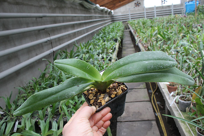 Paphiopedilum Xia Ya Swallow x sanderianum.jpg