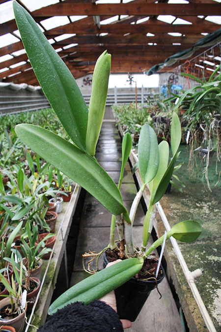 Brassocattleya Duh's White 'Pink Pig'.jpg