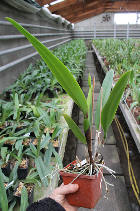 Cattleya eldorado magenta orlata pincelada 'Tapajo' x SELF.jpg