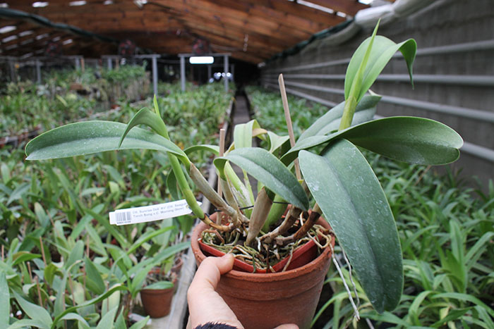 Cattlianthe Sunrise Doll 'AV' (Cattlianthe Seagulls Torch Song x Cattleya Morning Glow).jpg