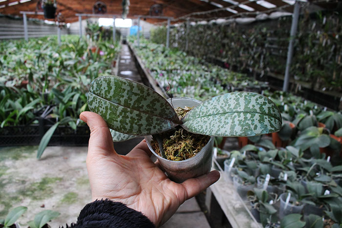 Phalaenopsis stuartiana x schilleriana 'Joseph Wu'.jpg