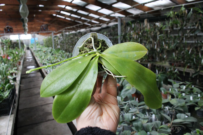 Phalaenopsis tetraspisis (All red x All red with white middle).jpg