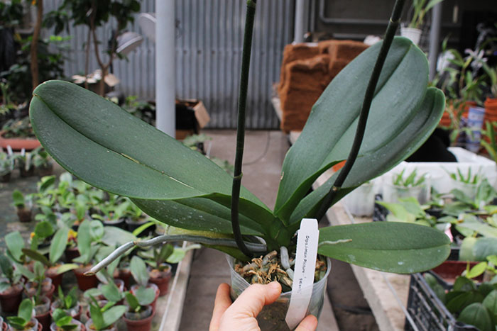 Doritaenopsis I-Hsin picture ‘Butterfly’.jpg