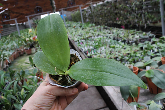 Phalaenopsis tetraspis ‘C#1’ x maculata flava.jpg