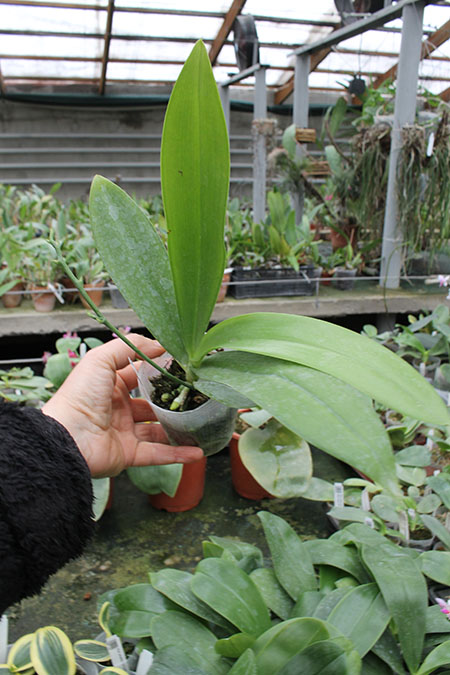 Phalaenopsis hieroglyphica var flava.jpg
