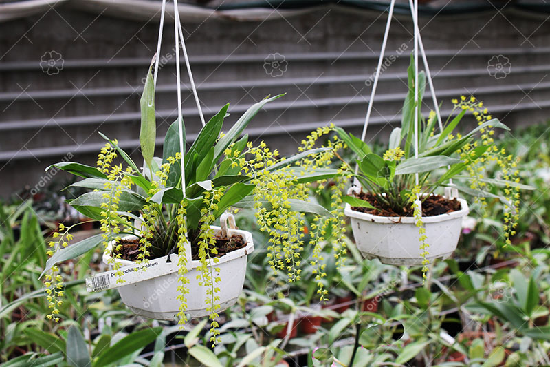 Dendrochilum uncatum.jpg