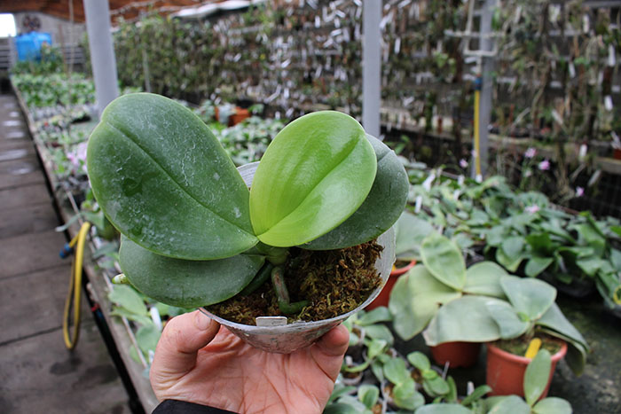 Phalaenopsis AL Sun Hannover Red.jpg