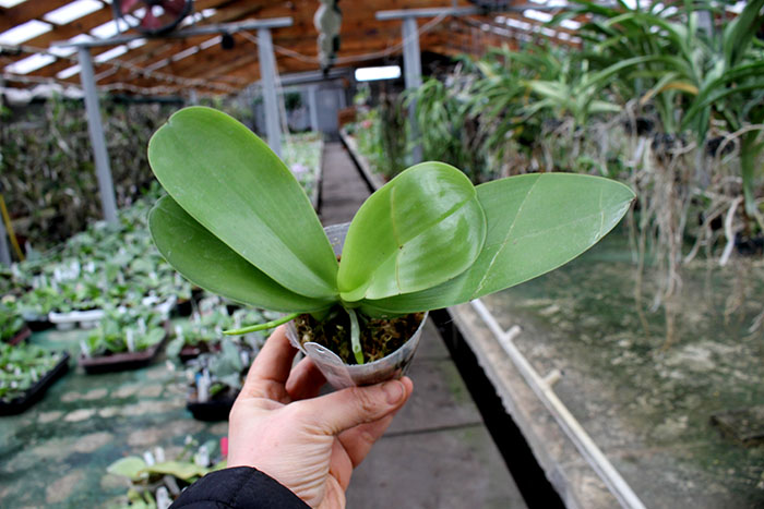 Phalaenopsis Chienlung Kaiulani.jpg