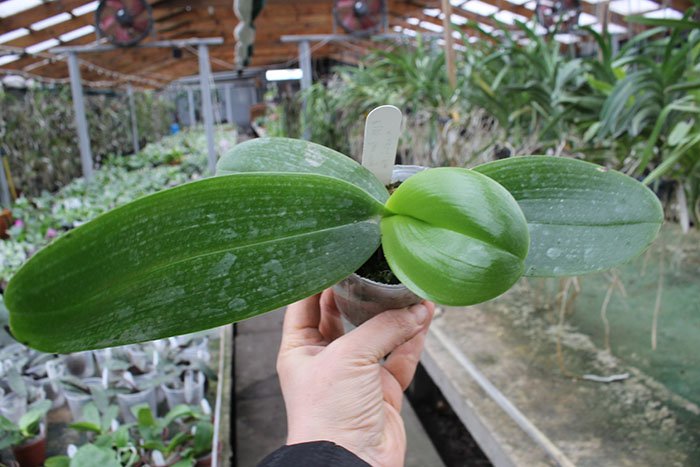 Phalaenopsis LD’s Bear King x Mituo Sun.jpg