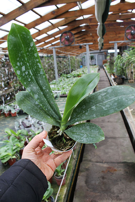 Phalaenopsis corningiana x sumatrana.jpg