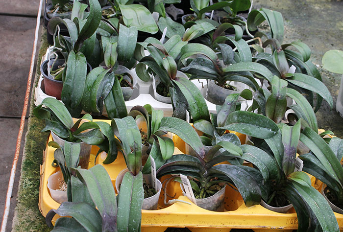 Asconopsis Irene Dobkin 'Orange'.jpg