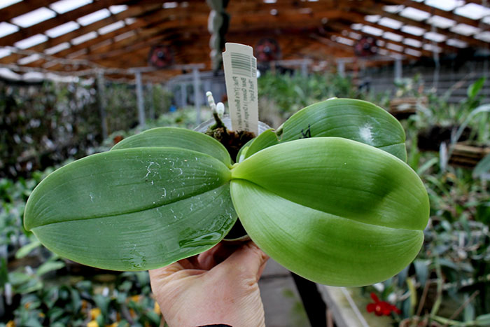 Phalaenopsis (Yin's Bellina Kaiulani x Ld's Bear Queen ) x Dragon Tree Eagle 'Red Eagle'.jpg