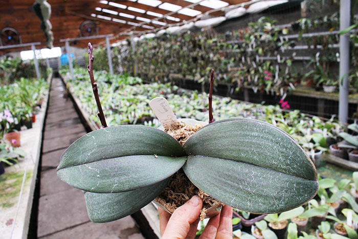 Phalaenopsis Pinlong Cherry (schilleriana x Cassandra).jpg