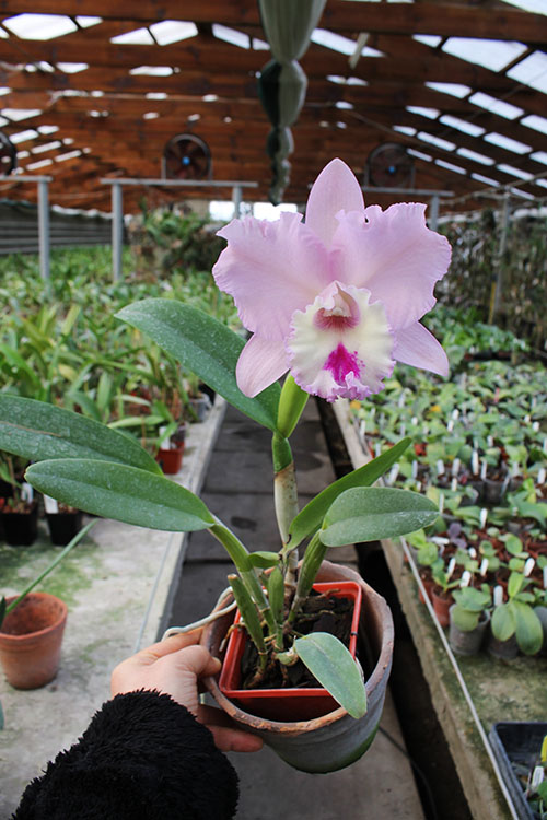 Brassocattleya Chief Pink 'Diana'.jpg
