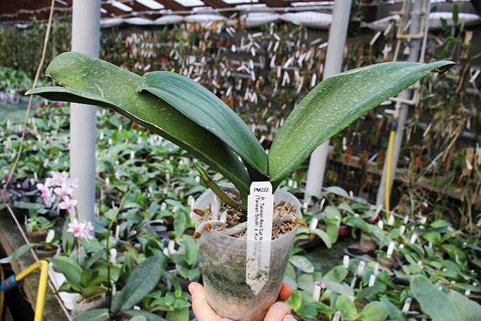 Doritaenopsis Taiwan Red Cat 'Red Cat'.jpg