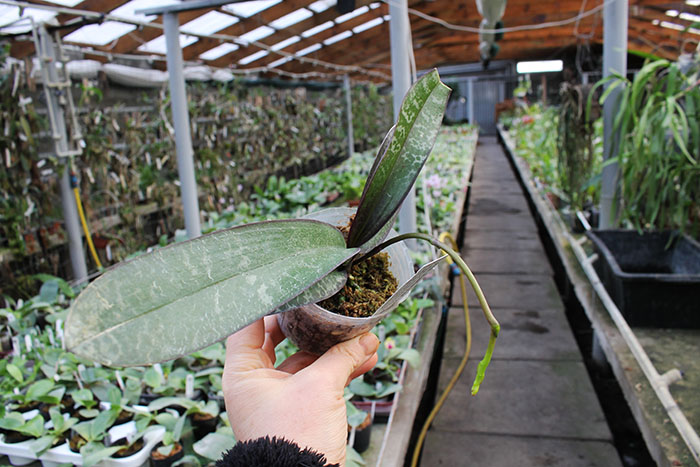 Phalaenopsis stuartiana var nobilis.jpg