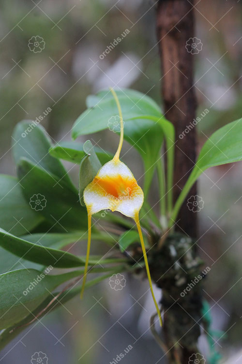 Masdevallia strobelii.jpg