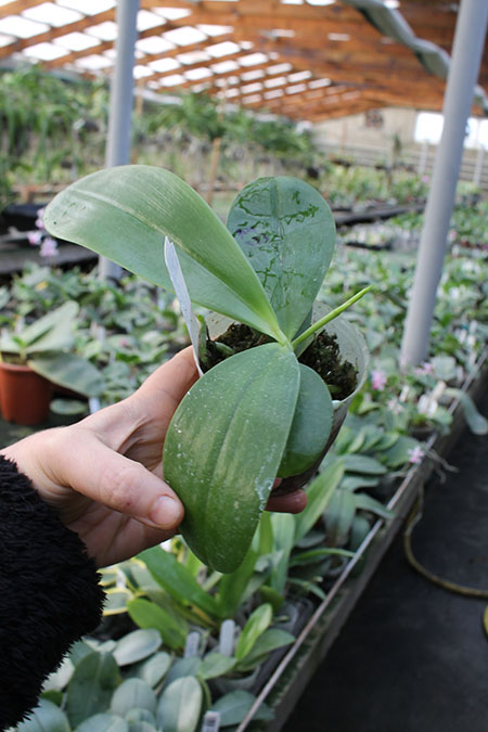 Phalaenopsis Magnificent Mibs 'Mituo #3' x Corona 'M-1'.jpg