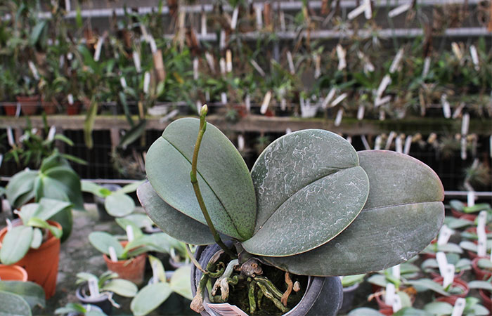 Phalaenopsis stuartiana x finleyi.jpg